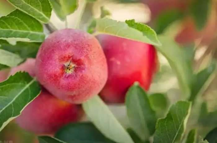 古代的苹果不叫“苹果”，古人取了个唯美的名字，日本沿用至今