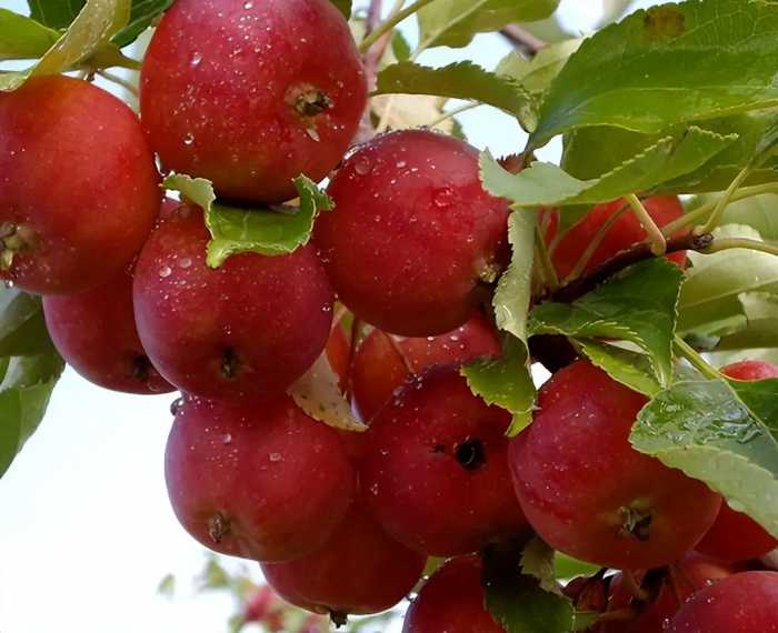 古代的苹果不叫“苹果”，古人取了个唯美的名字，日本沿用至今